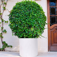 Ehretia Microphylla - Fukien Tea Tree - Ehretia Ball Shape
