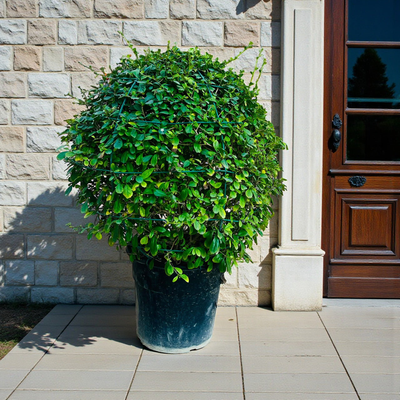 Ehretia Microphylla - Fukien Tea Tree - Ehretia Ball Shape