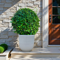 Ehretia Microphylla - Fukien Tea Tree - Ehretia Ball Shape