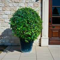 Ehretia Microphylla - Fukien Tea Tree - Ehretia Ball Shape