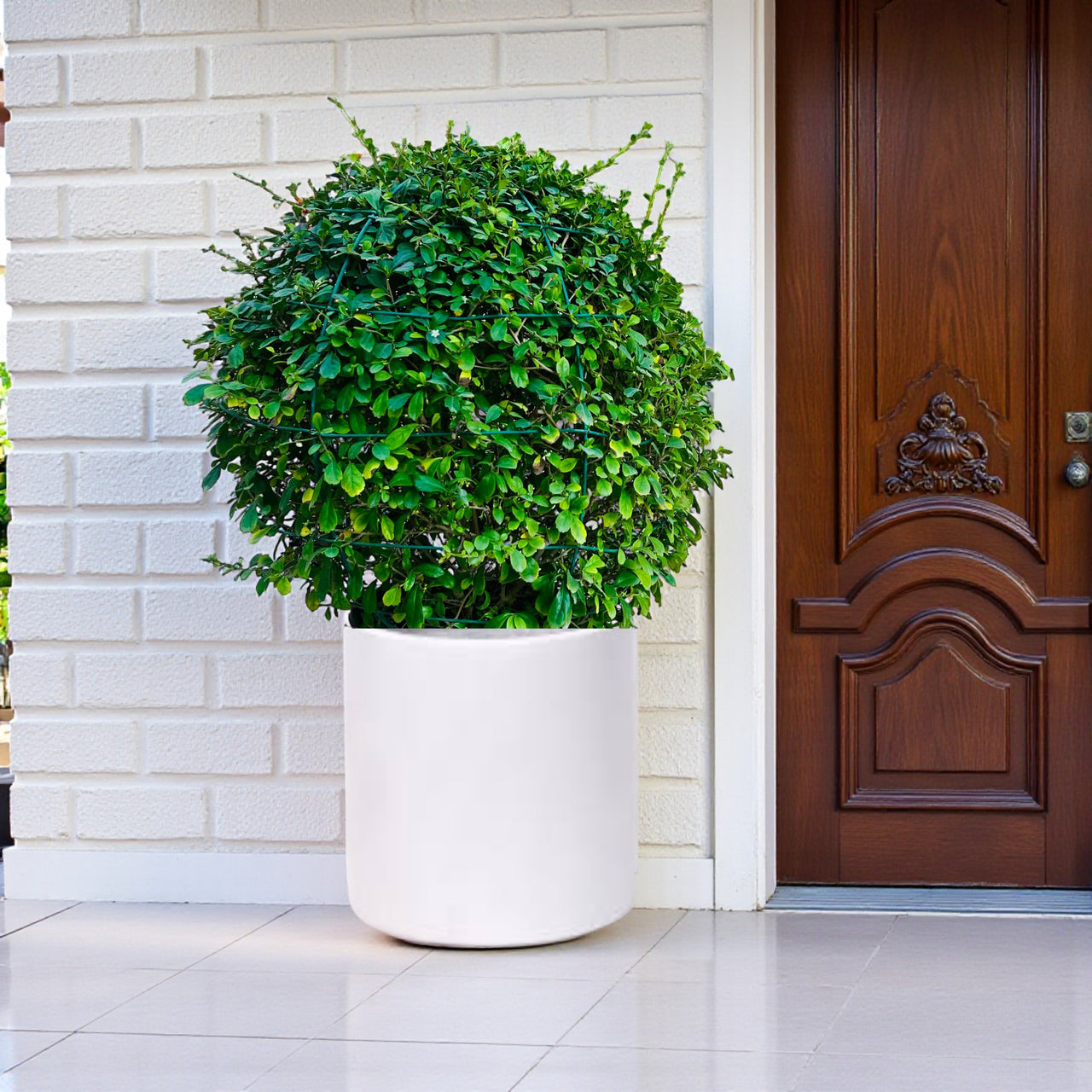 Ehretia Microphylla - Fukien Tea Tree - Ehretia Ball Shape