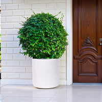 Ehretia Microphylla - Fukien Tea Tree - Ehretia Ball Shape