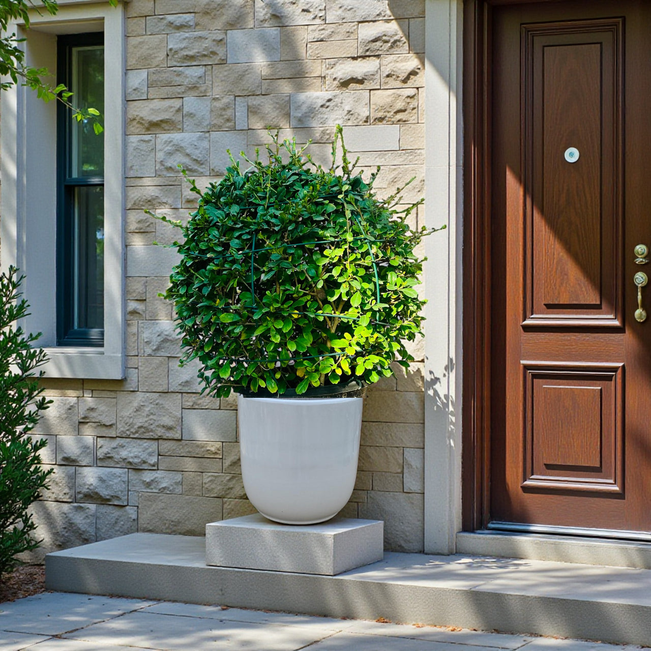 Ehretia Microphylla - Fukien Tea Tree - Ehretia Ball Shape