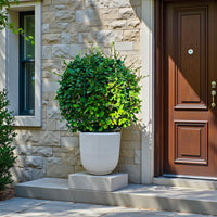Ehretia Microphylla - Fukien Tea Tree - Ehretia Ball Shape