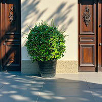 Ehretia Microphylla - Fukien Tea Tree - Ehretia Ball Shape