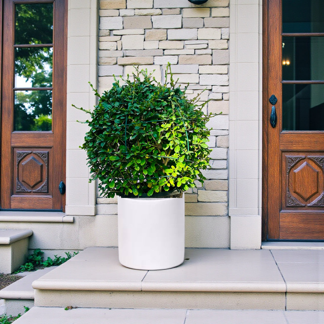 Ehretia Microphylla - Fukien Tea Tree - Ehretia Ball Shape