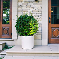 Ehretia Microphylla - Fukien Tea Tree - Ehretia Ball Shape