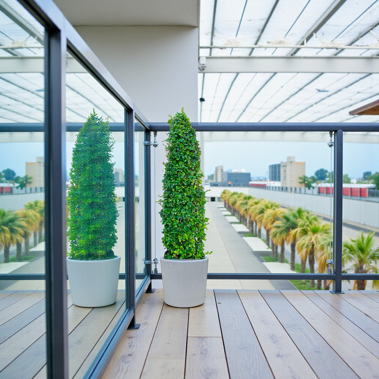 Ehretia Cone Shape - Ehretia Microphylla - Fukien Tea