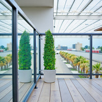 Ehretia Cone Shape - Ehretia Microphylla - Fukien Tea