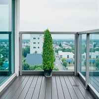 Ehretia Cone Shape - Ehretia Microphylla - Fukien Tea