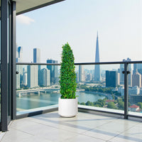 Ehretia Cone Shape - Ehretia Microphylla - Fukien Tea