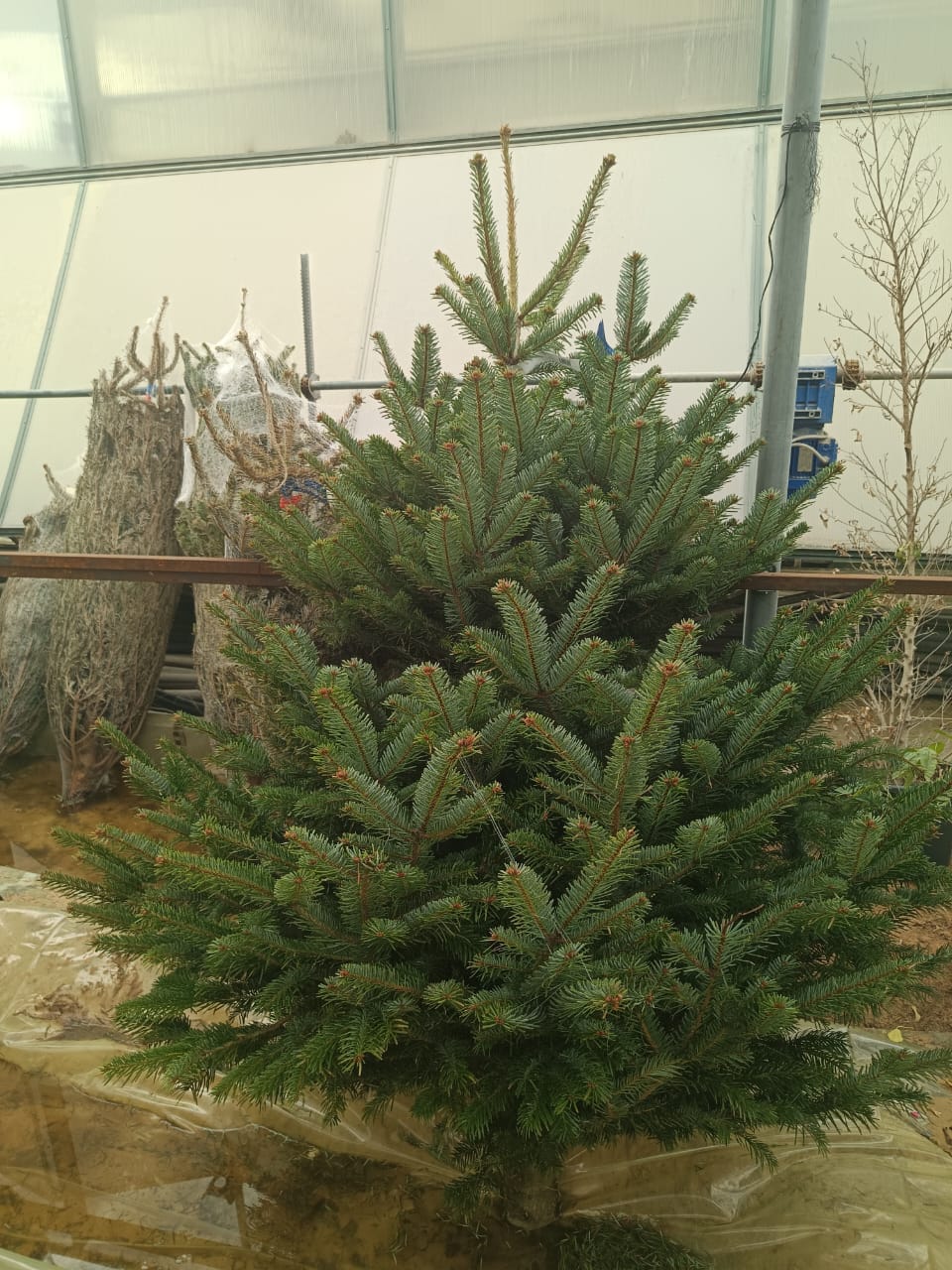 Fresh Christmas Tree