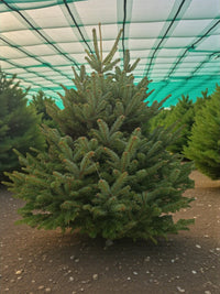 Fresh Christmas Tree - Nordmann
