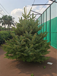 Real Christmas Tree - Nordmann