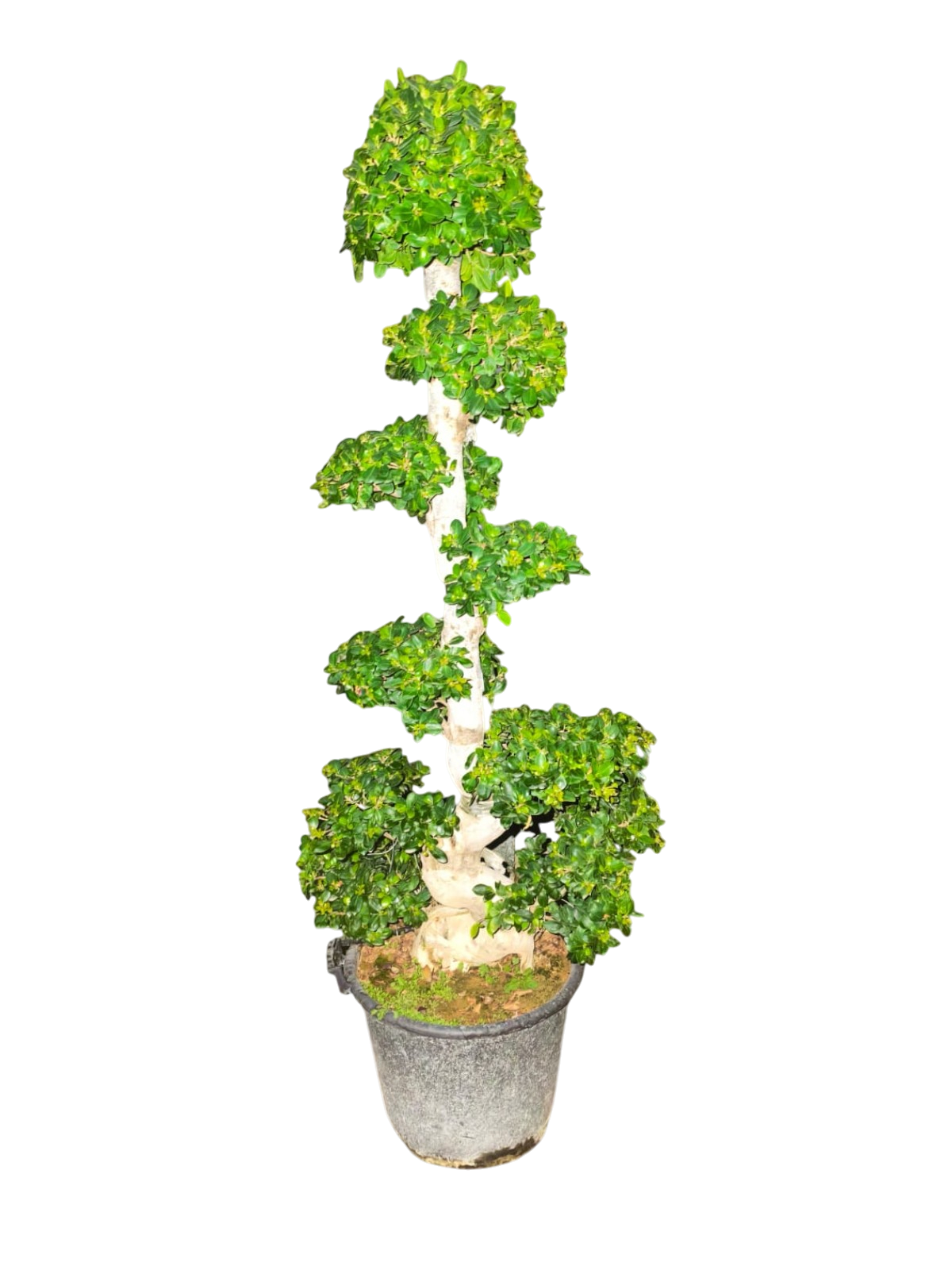 Ficus Bonsai - Microcarpa - S Shaped- 1.5