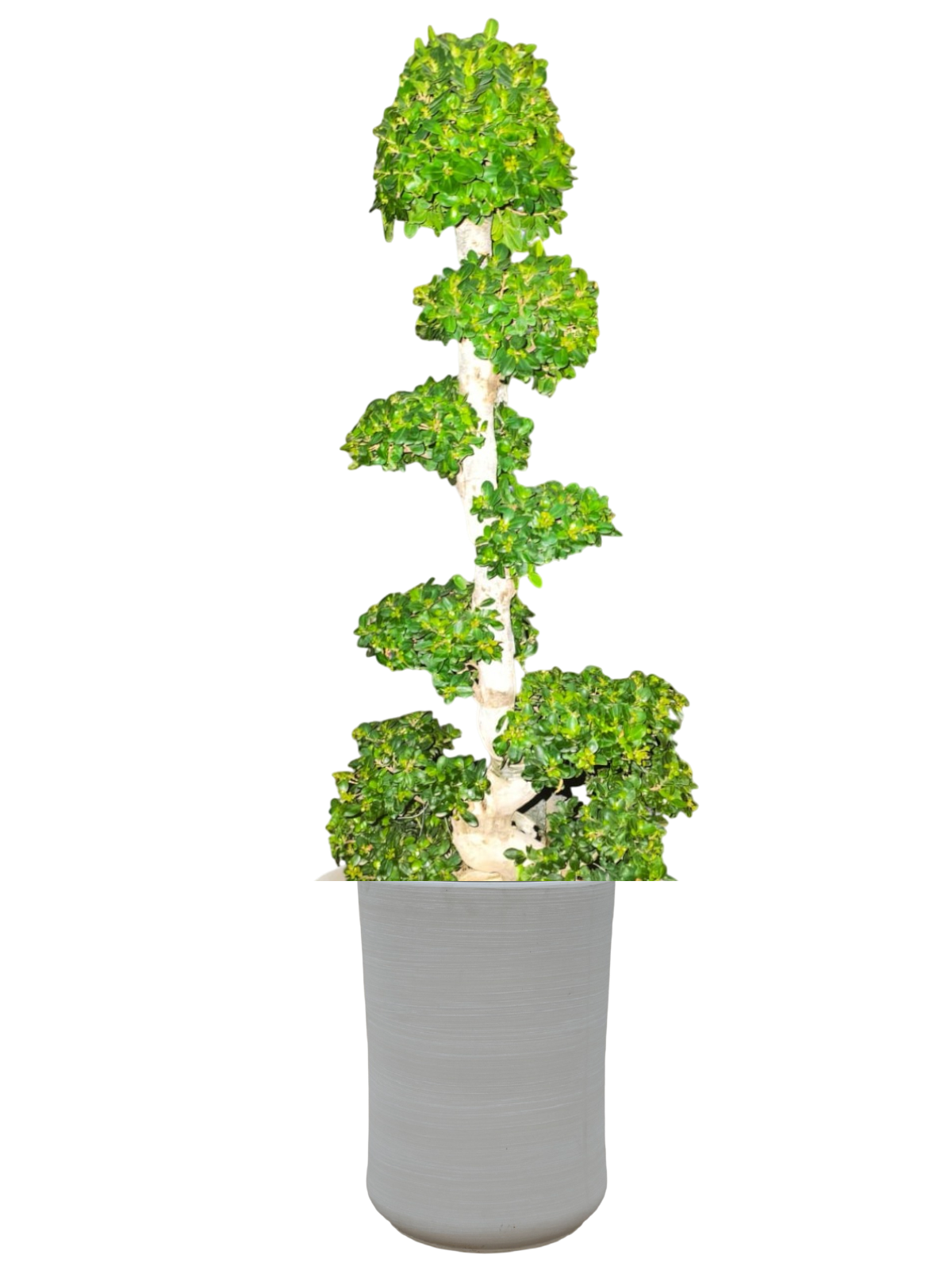 Ficus Bonsai - Microcarpa - S Shaped- 1.5