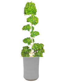 Ficus Bonsai - Microcarpa - S Shaped- 1.5