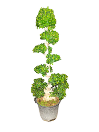 Ficus Bonsai - Microcarpa - S Shaped- 1.5