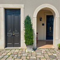 Ehretia Cone Shape - Ehretia Microphylla - Fukien Tea