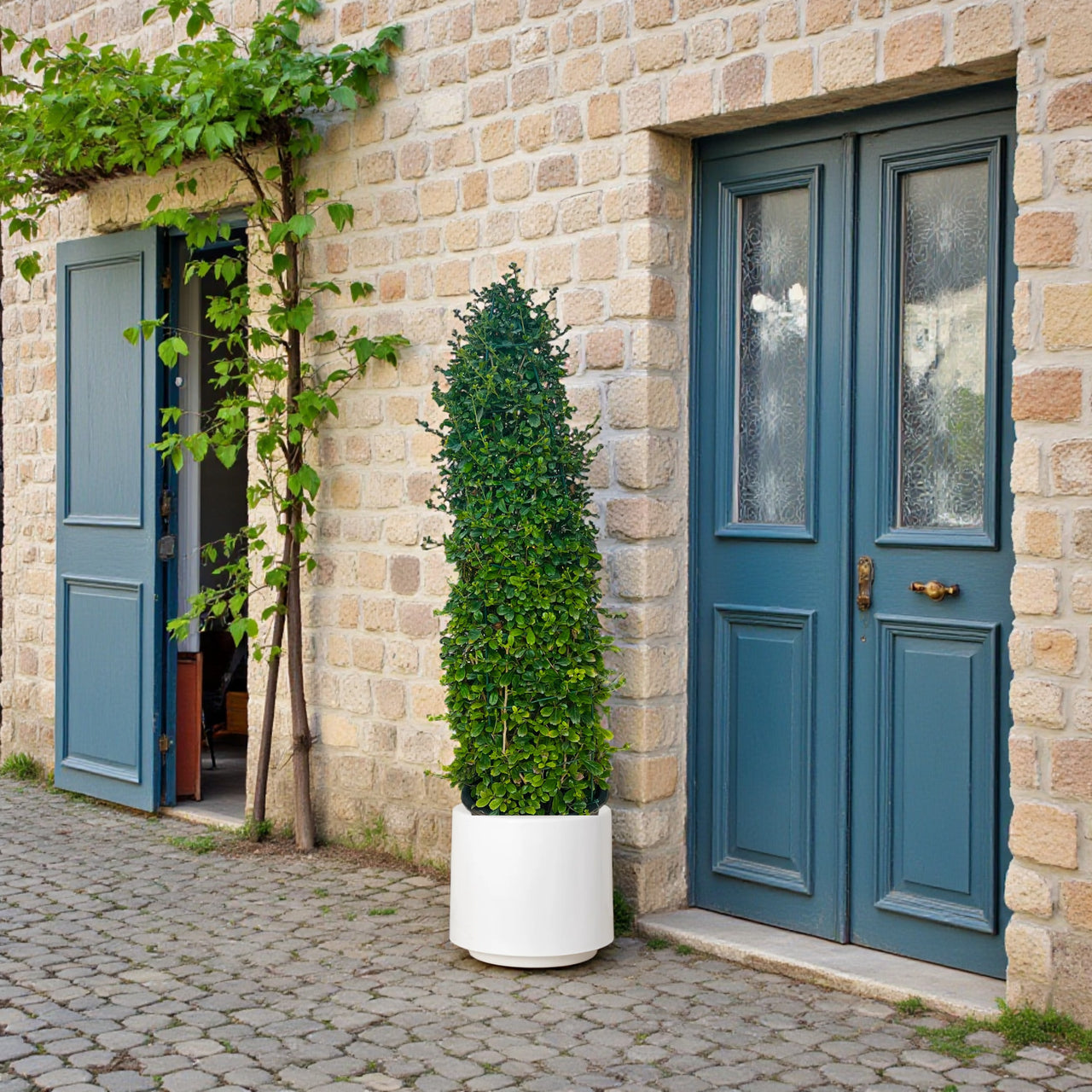 Ehretia Cone Shape - Ehretia Microphylla - Fukien Tea