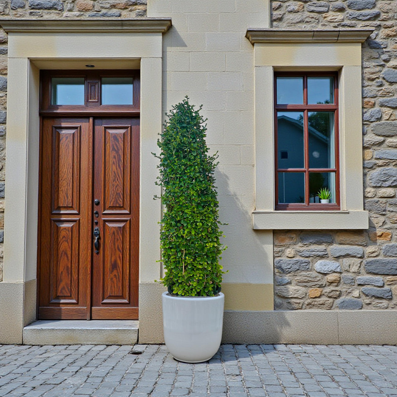 Ehretia Cone Shape - Ehretia Microphylla - Fukien Tea