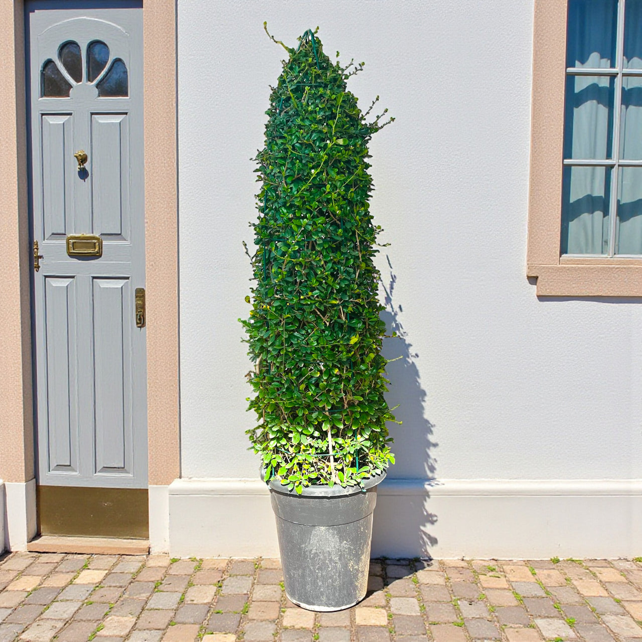 Ehretia Cone Shape - Ehretia Microphylla - Fukien Tea