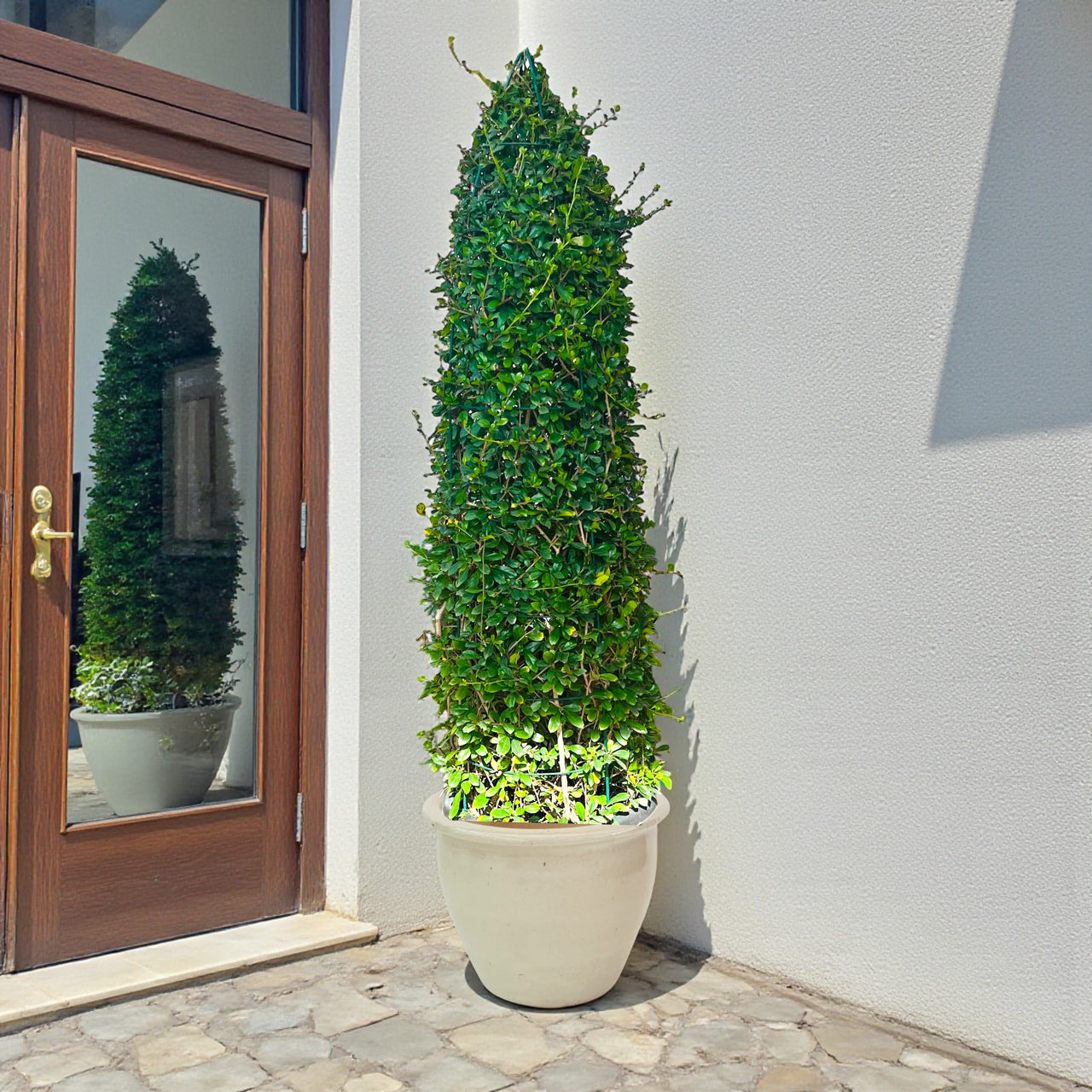 Ehretia Cone Shape - Ehretia Microphylla - Fukien Tea