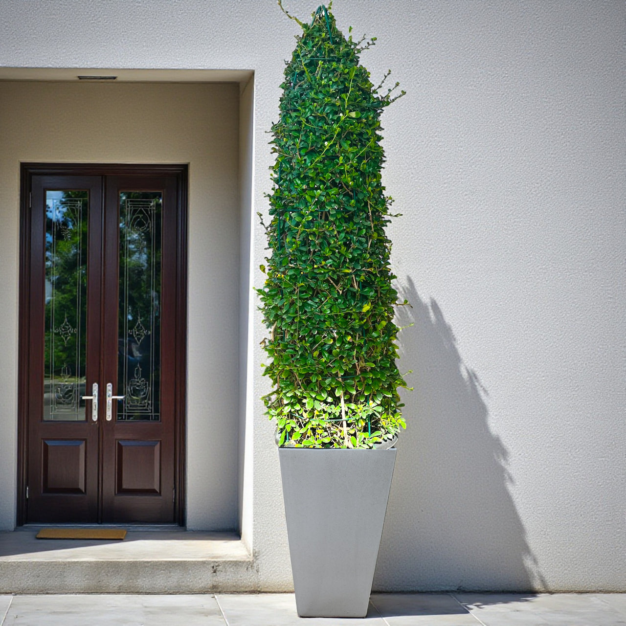 Ehretia Cone Shape - Ehretia Microphylla - Fukien Tea