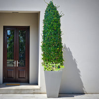 Ehretia Cone Shape - Ehretia Microphylla - Fukien Tea