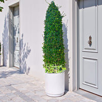 Ehretia Cone Shape - Ehretia Microphylla - Fukien Tea