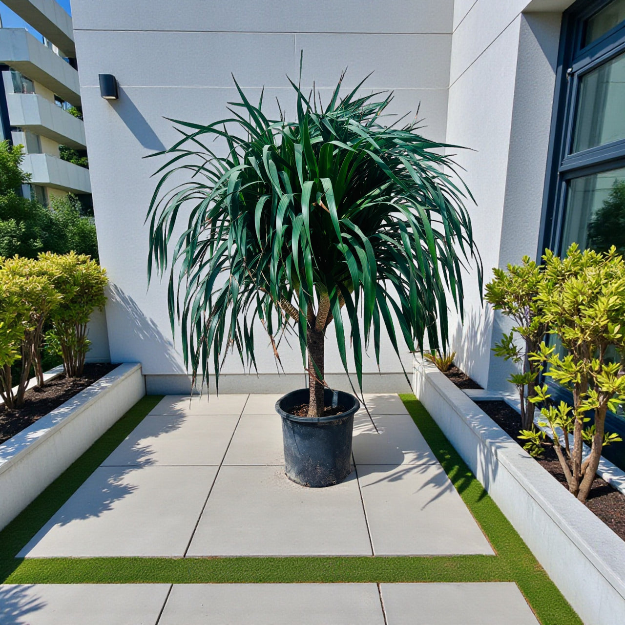 Dracaena Draco – Multi Stem Dragon Tree