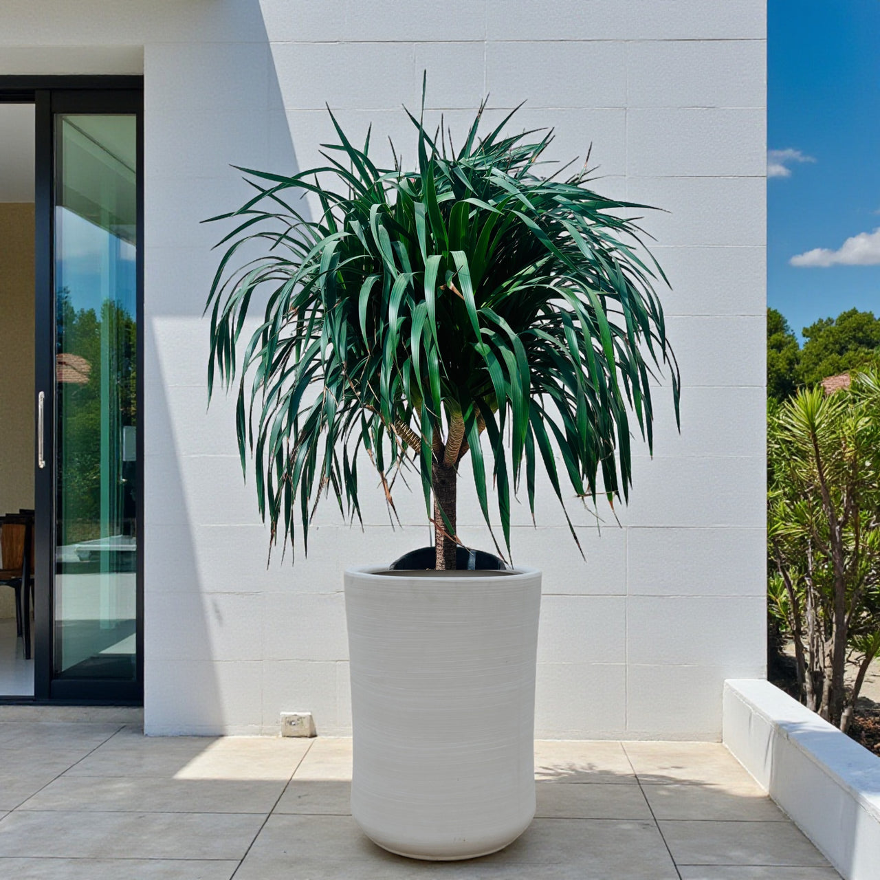Dracaena Draco – Multi Stem Dragon Tree