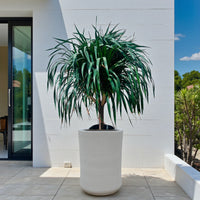 Dracaena Draco – Multi Stem Dragon Tree