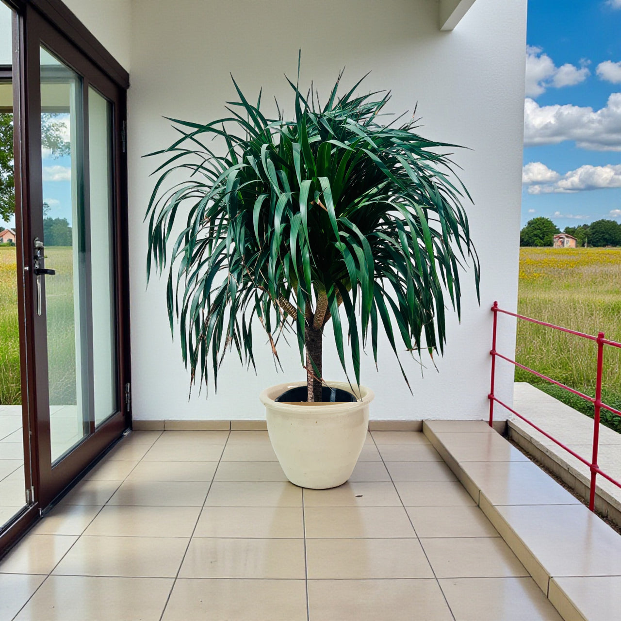 Dracaena Draco – Multi Stem Dragon Tree