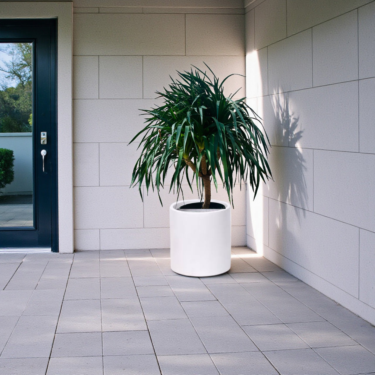 Dracaena Draco – Multi Stem Dragon Tree