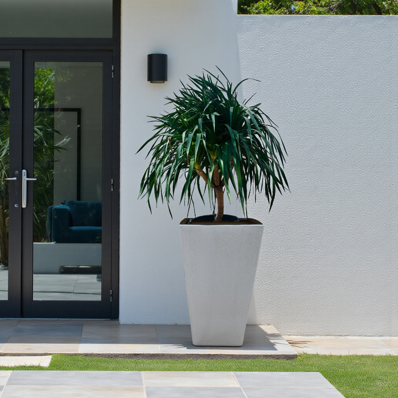 Dracaena Draco – Multi Stem Dragon Tree