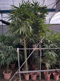 Bambusa vulgaris – Common Bamboo