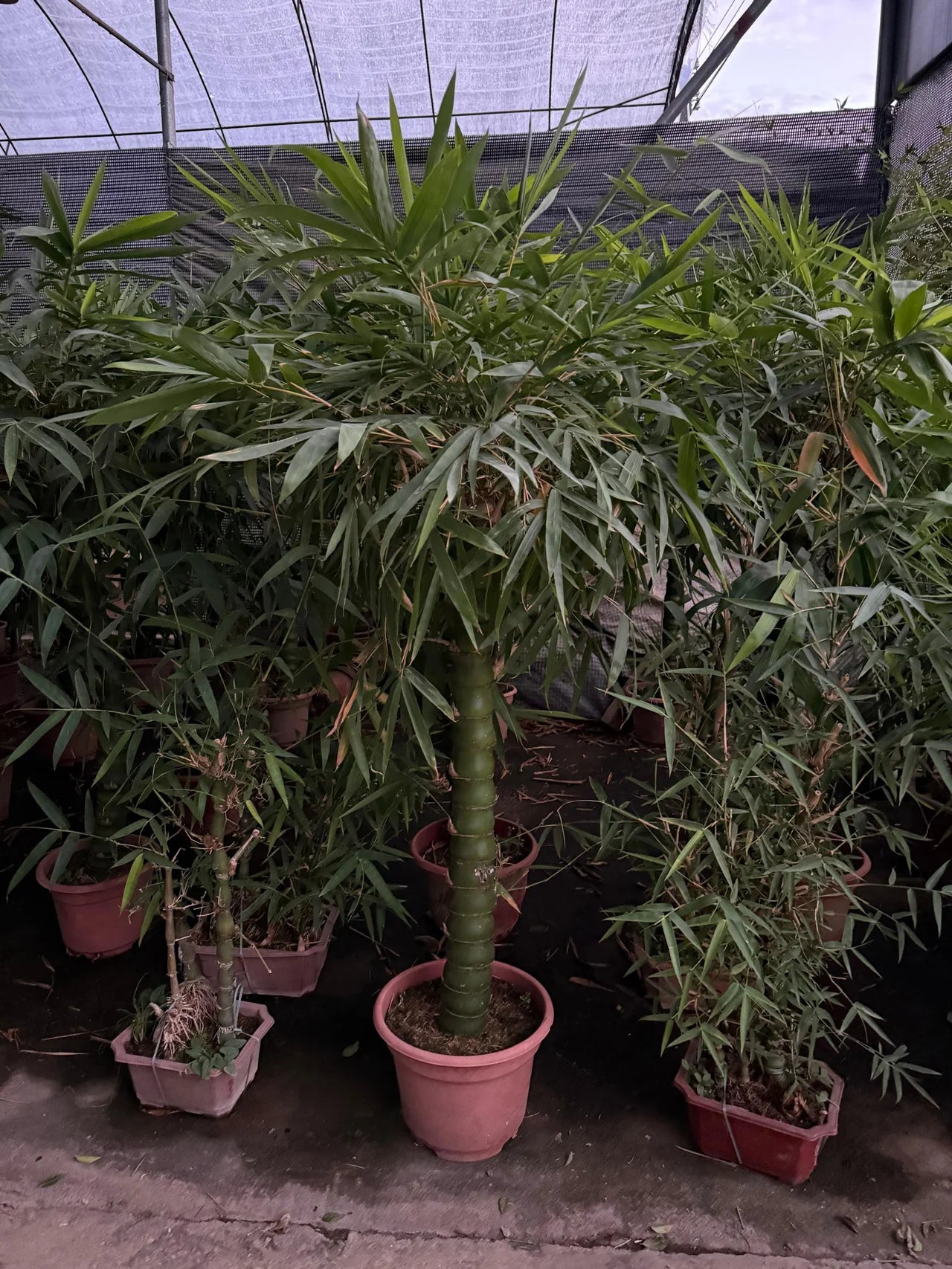 Bambusa vulgaris – Common Bamboo