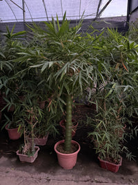 Bambusa vulgaris – Common Bamboo