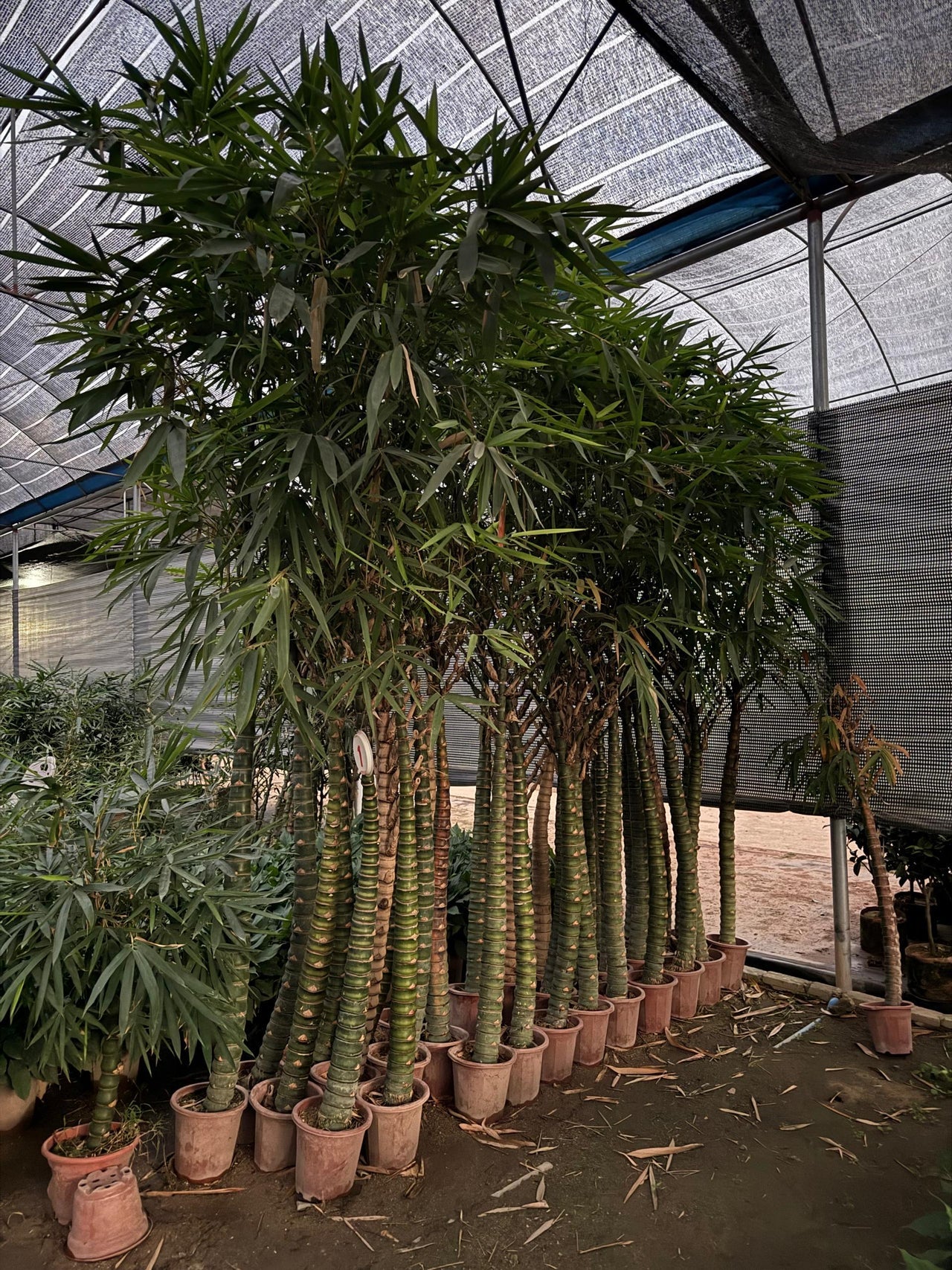 Bambusa vulgaris – Common Bamboo