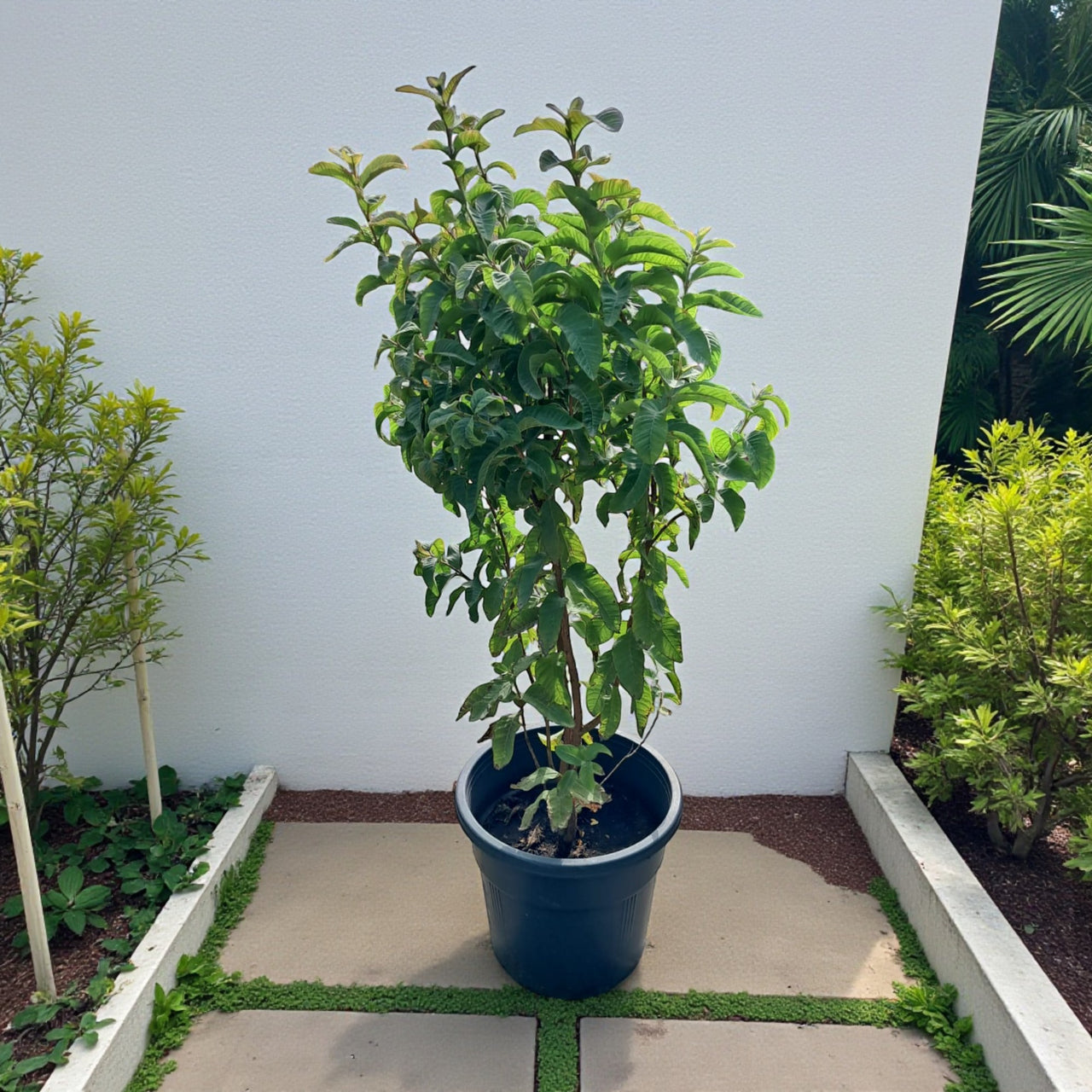 Psidium Guajava - Guava Tree