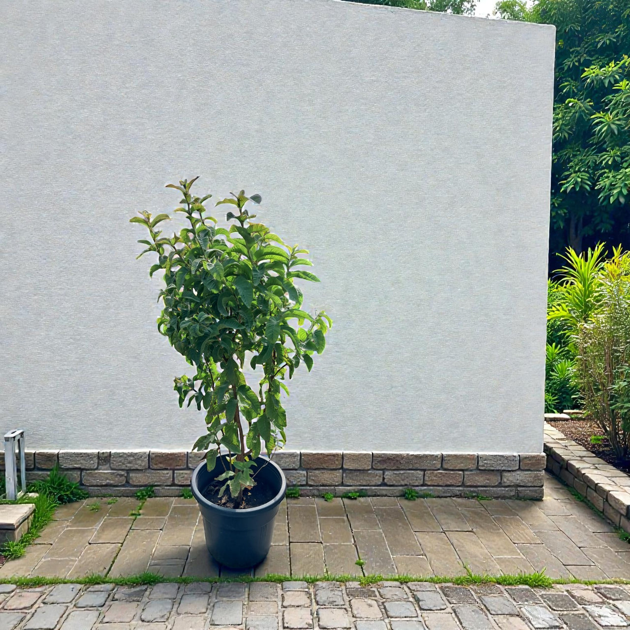 Psidium Guajava - Guava Tree