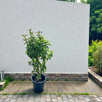 Psidium Guajava - Guava Tree