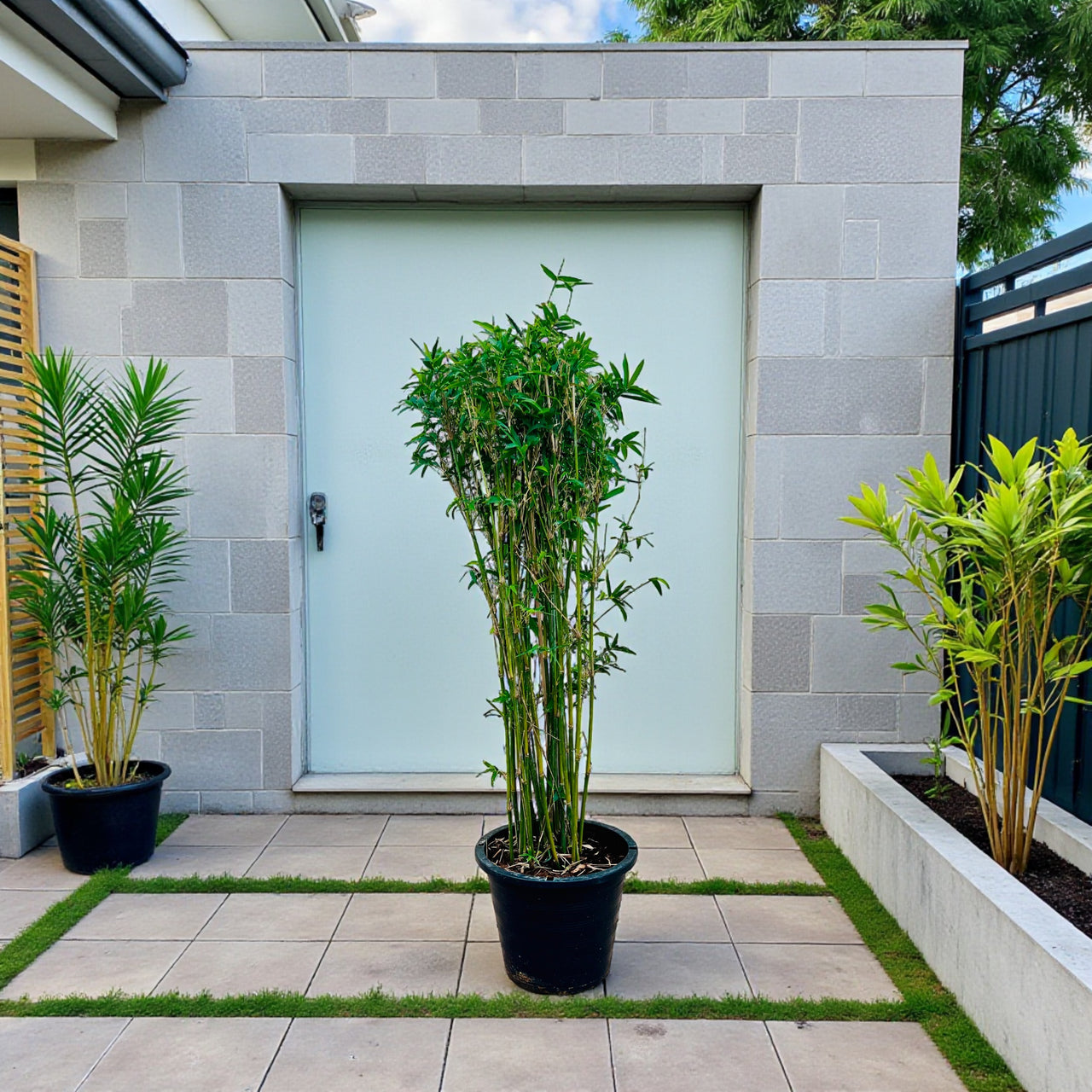 Bambusa Multiplex – Chinese Dwarf Bamboo