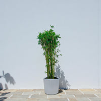 Bambusa Multiplex – Chinese Dwarf Bamboo