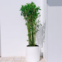 Grass Bambusa Multiplex (Hedge or Clumping Bamboo)