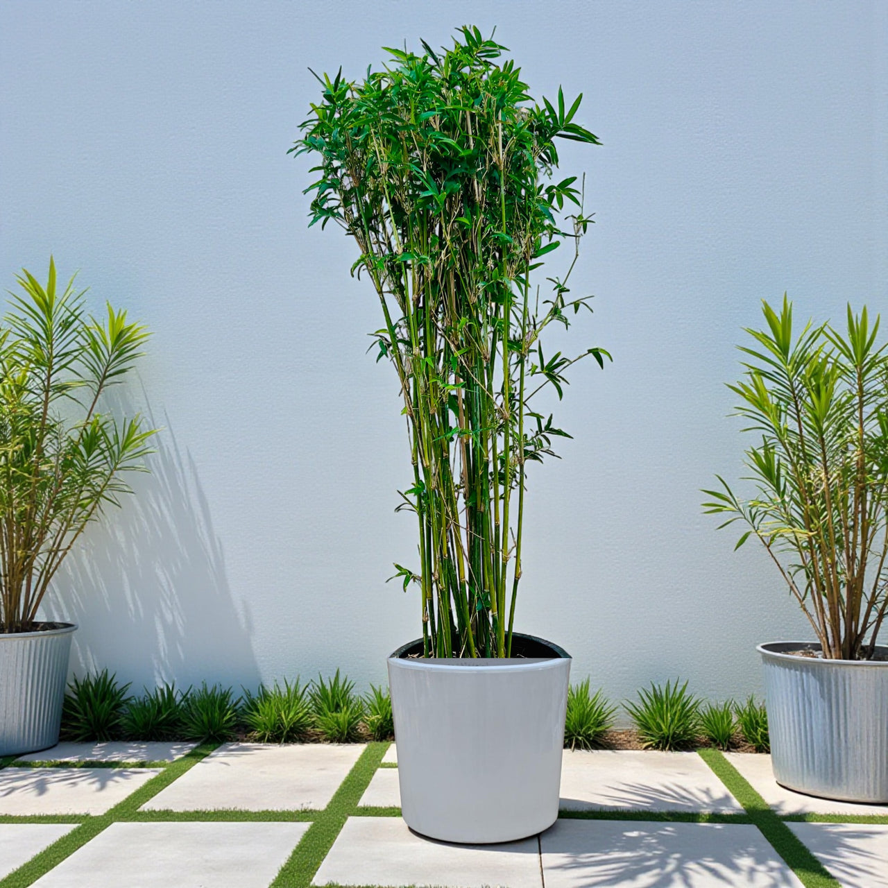 Grass Bambusa Multiplex (Hedge or Clumping Bamboo)