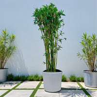Grass Bambusa Multiplex (Hedge or Clumping Bamboo)