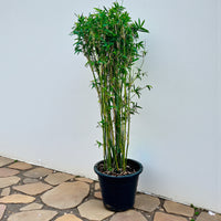Grass Bambusa Multiplex (Hedge or Clumping Bamboo)