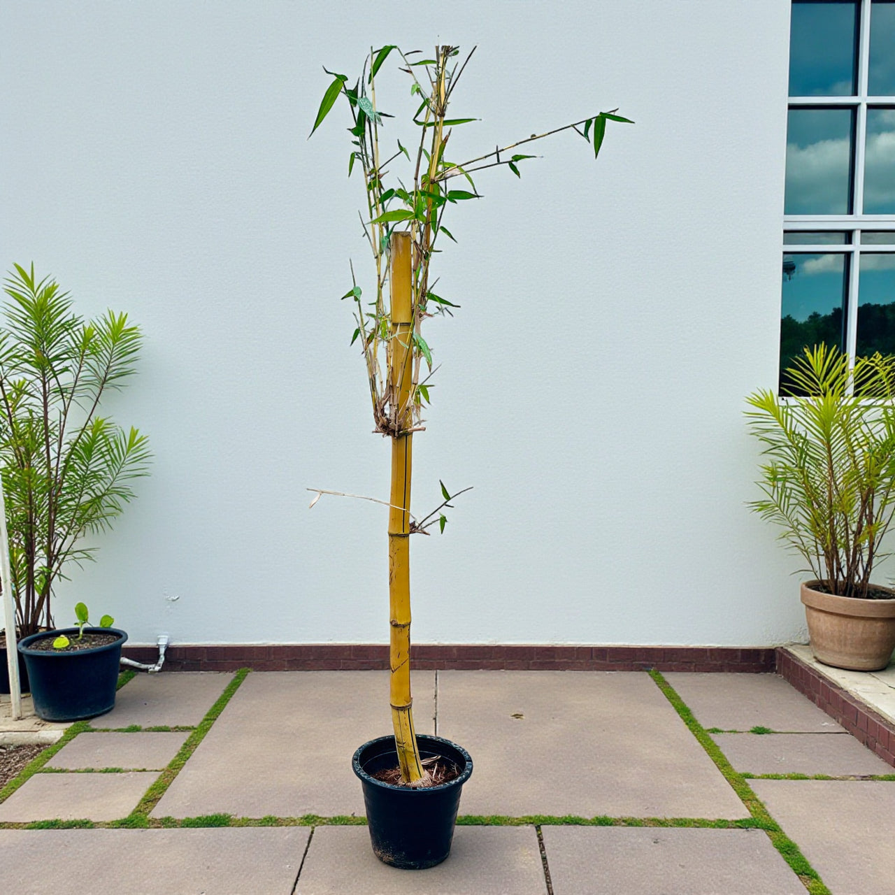 Yellow bamboo, Phyllostachys aurea